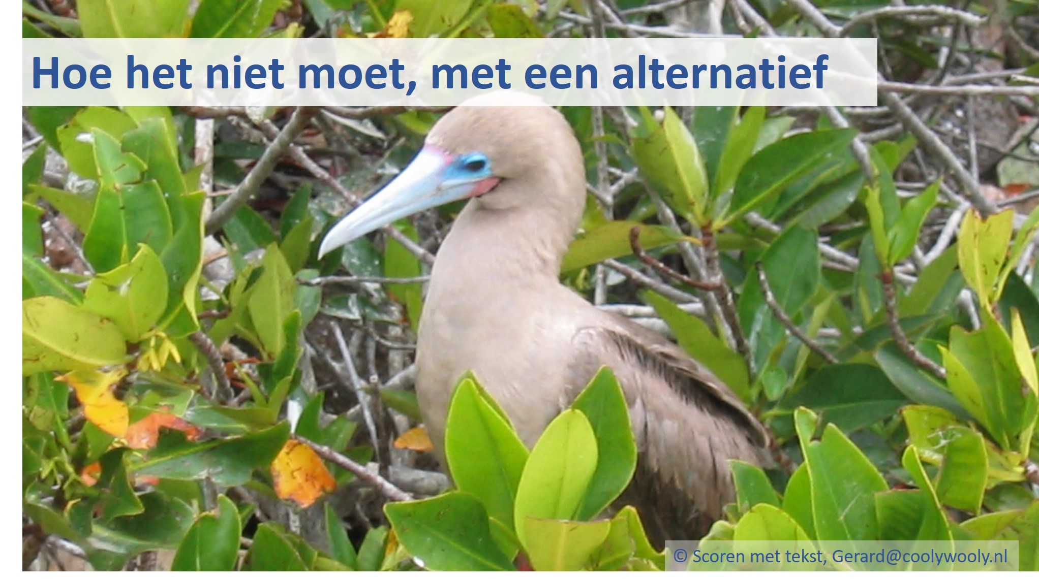 Bij de foto: 2003, Galapagos (Ecuador). Een red-footed booby of in gewoon Nederlands: de roodvoet Jan van Gent