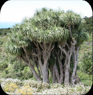 La Palma, Het kratereiland van de Canarische eilanden. Fotografie: Eva van Dijk, Gerard van Heusden