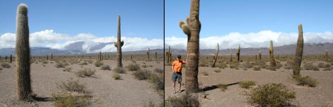 Van Salta naar het hoog gelegen Cachi, langs de Lucky Luke-Cactussen, Klik voor de blog over ons verblijf aan de voet van, en boven op de Andes