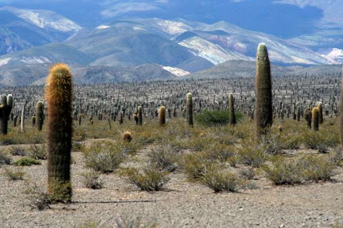 Van Salta naar het hoog gelegen Cachi, langs de Lucky Luke-Cactussen, Klik voor de blog over ons verblijf aan de voet van, en boven op de Andes